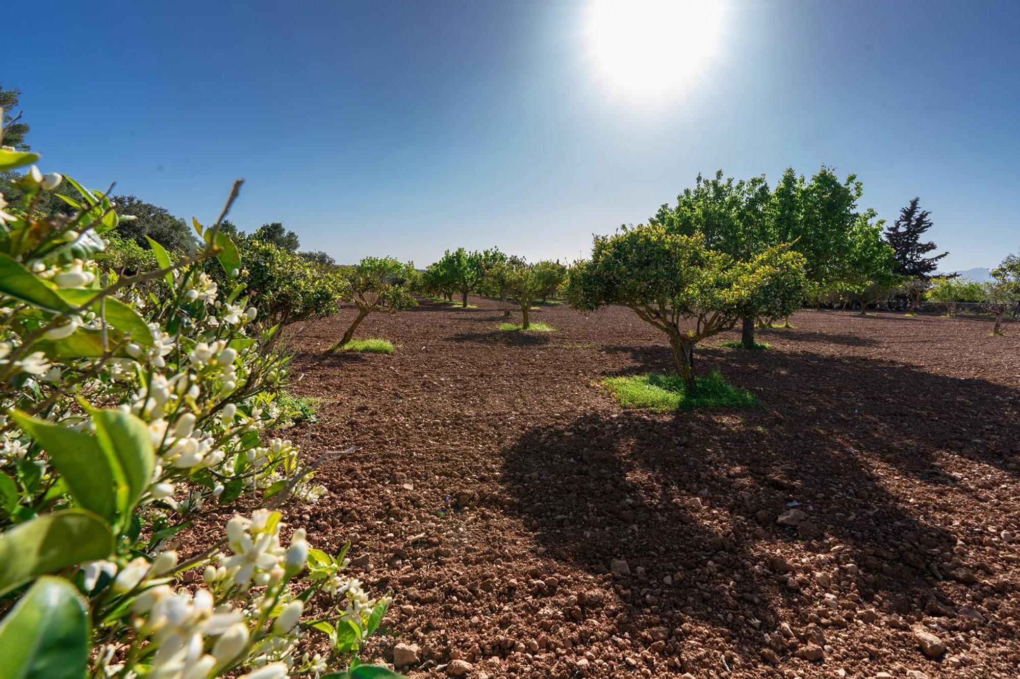 Villa Monsebo By Slow Villas Algaida  Dış mekan fotoğraf